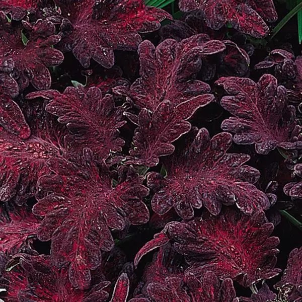 Coleus Solnostemon scutellarioides Dragon Black 20 semien